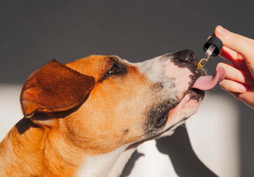 Organic CBD Tincture for Dogs, Cats & Pets