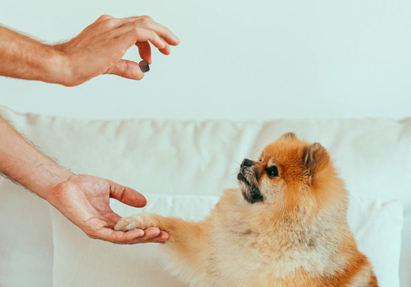 CBD Dog Treats
